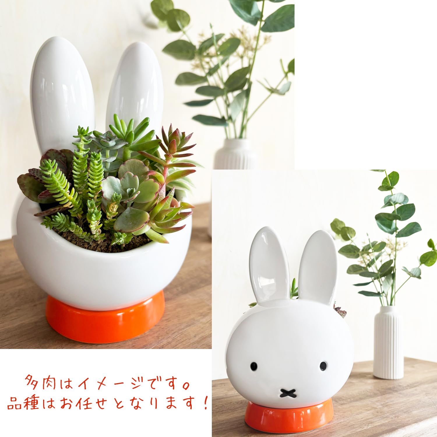 Amazon.co.jp: 花のギフト社 多肉植物 ミッフィー うさこちゃん 本物